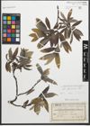 Foto von Salix glaucosericea Flod.